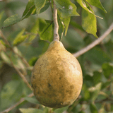 Bilwa