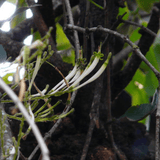 Bandaak