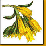 Gojivha
