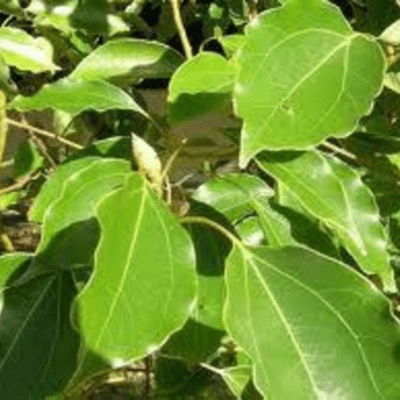 Karpoor