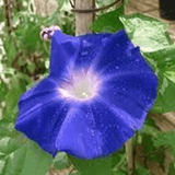 Krishanbeej