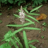 Prishanparni